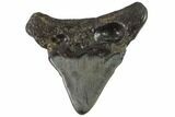 Juvenile Megalodon Tooth - Georgia #90823-1